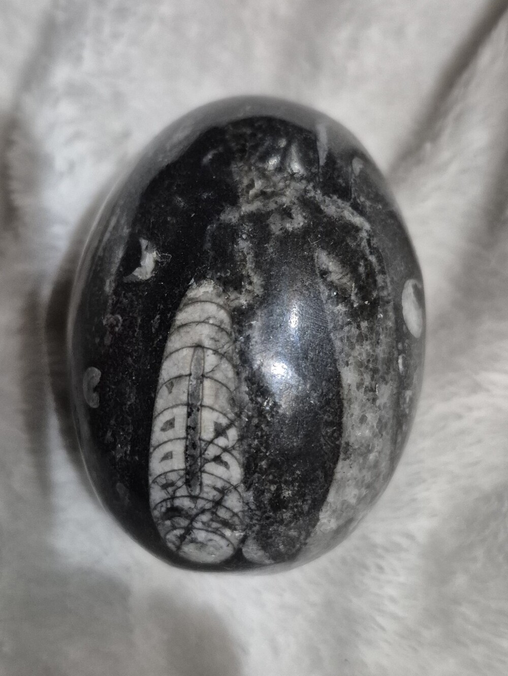 Polished Black and White Fossil Stone Egg Accent